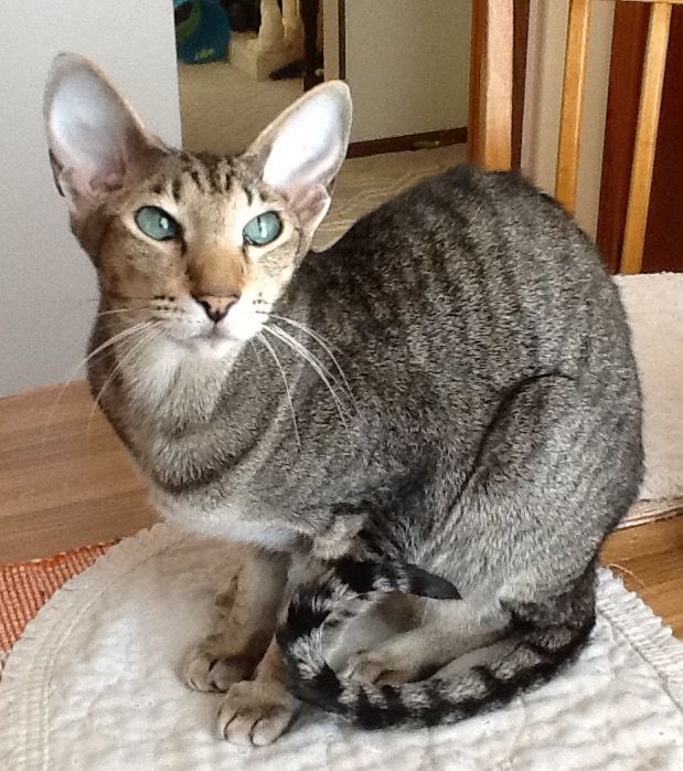 Oriental Shorthair