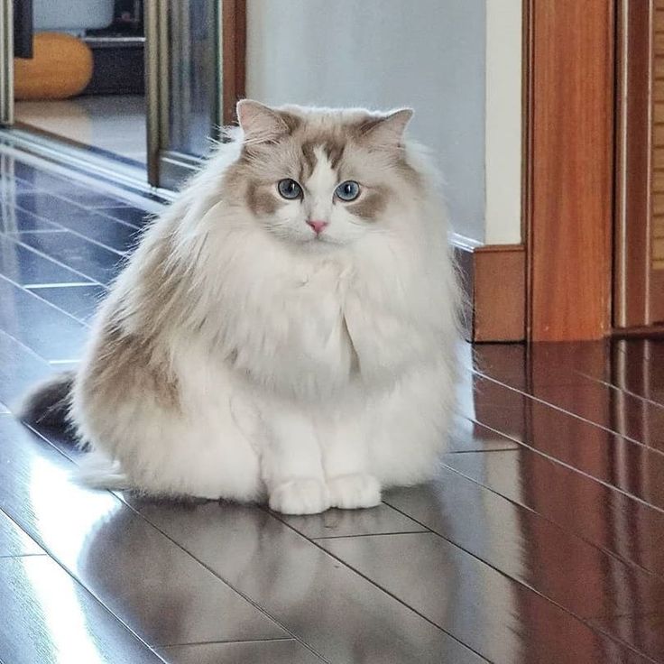Ragdoll Cat