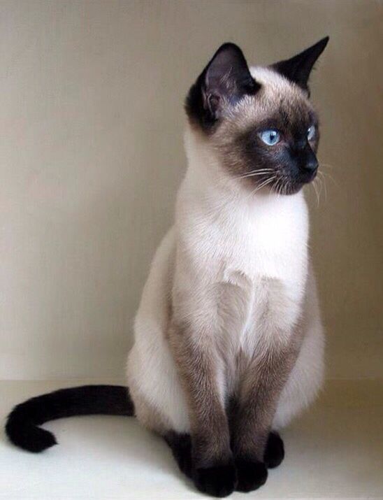 Siamese Cat