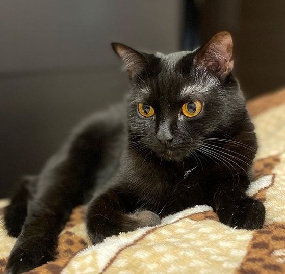 bombay cat | india cat breeds