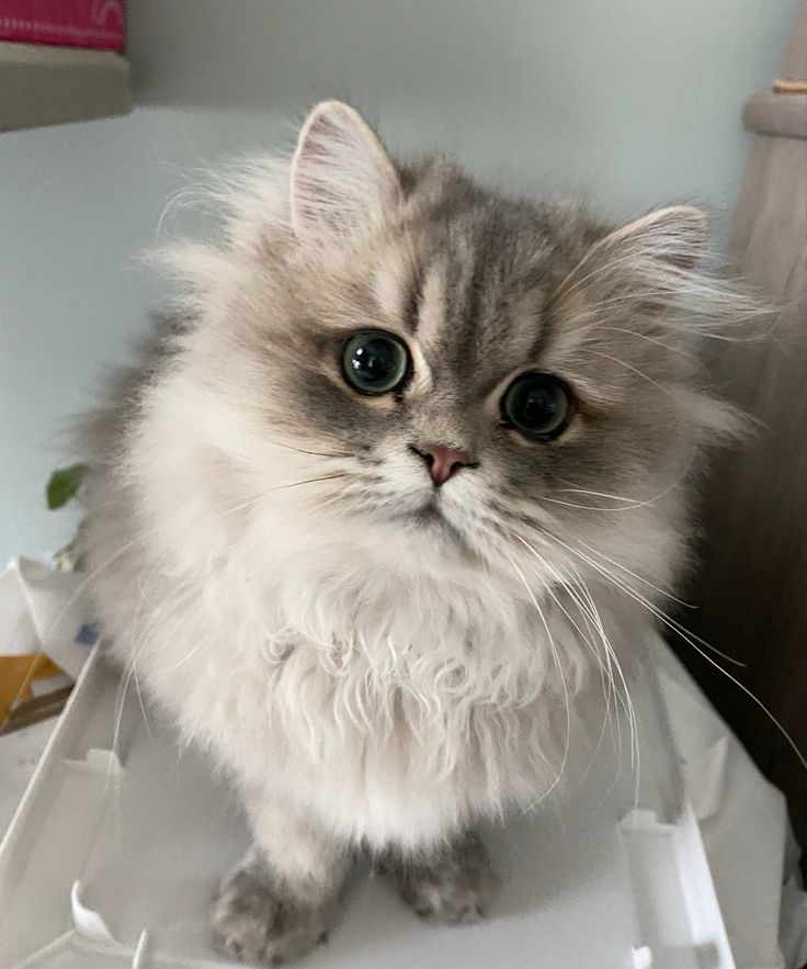 persian cat | cat breeds in india