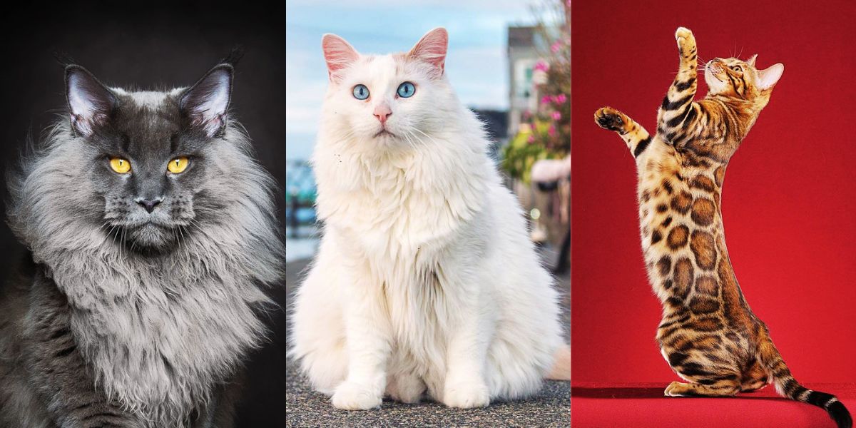 cat breeds in india