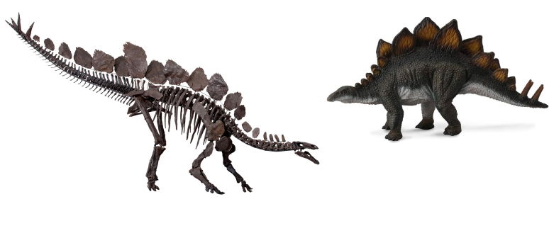 Stegosaurus | List of Dinosaurs & their names