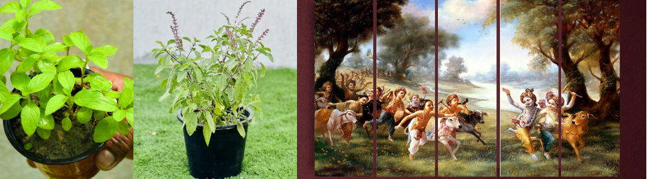 Tulsi Plant
