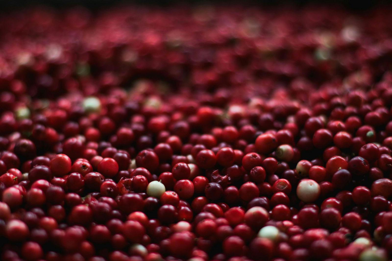 Cranberry