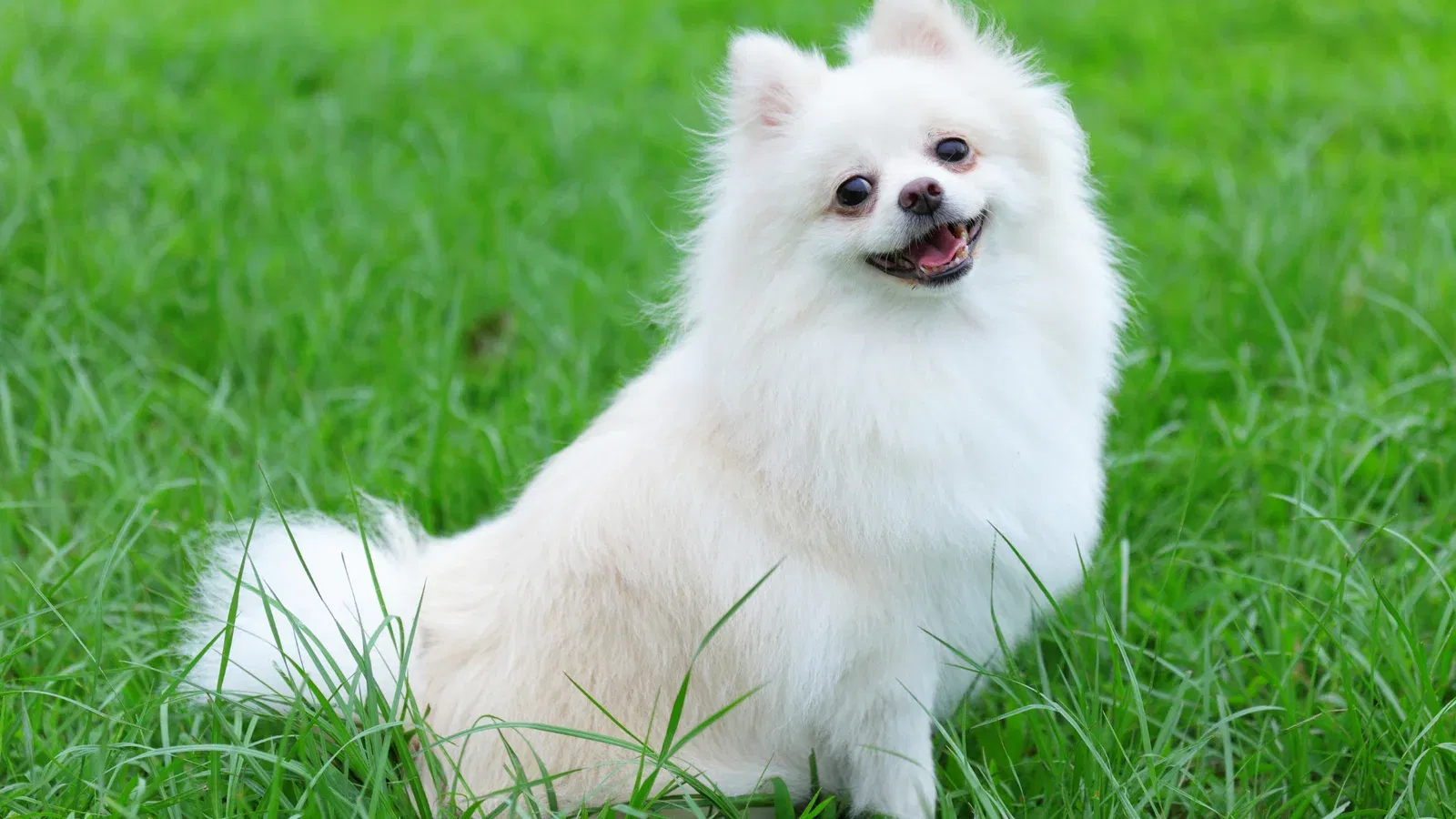 Pomeranian - Cute Dog Breeds