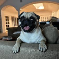 top ten cutest dogs in the world