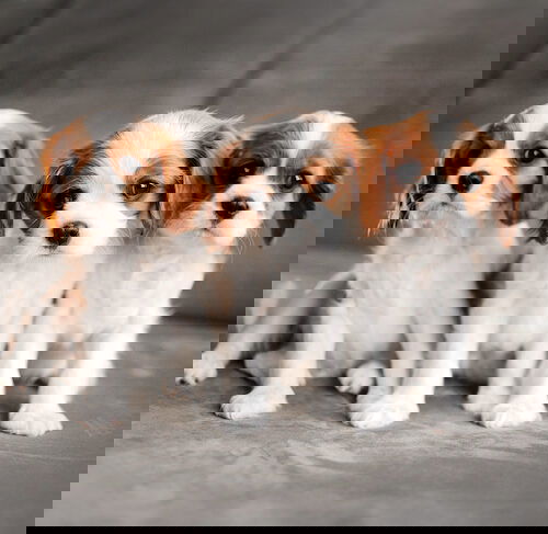 Cutest Dog In The World Names