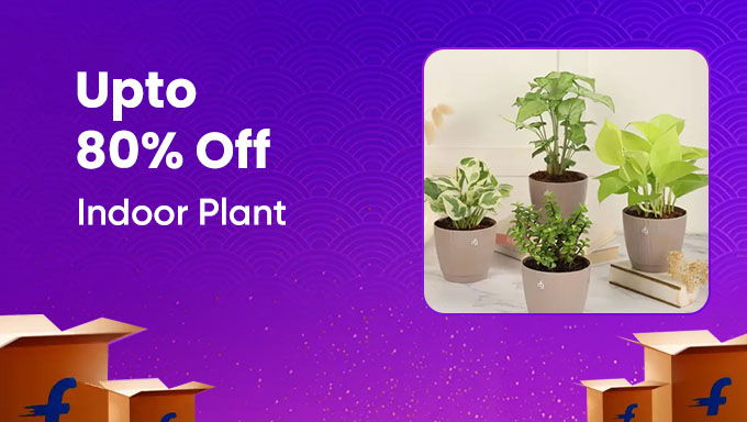 Green Home Sale | Up to 80% Off Indoor Plants