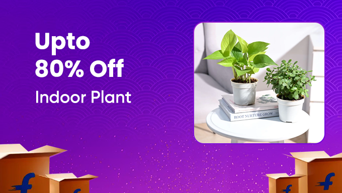 Indoor Plants | Up to 80% OFF | Freshen Your Space
